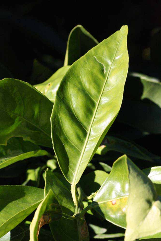              Unifoliolate leaf (Riverside, CA)       